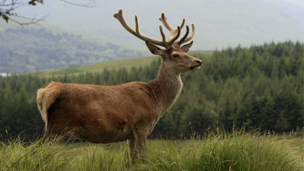 Wildlife spotting guide to scotland